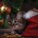 PETS ARE NOT FOR CHRISTMAS