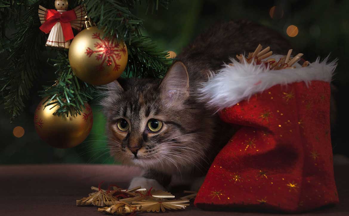 PETS ARE NOT FOR CHRISTMAS