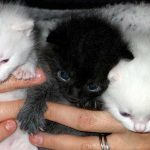 I WANTED A PURE BREED, A SCOTTISH FOLD