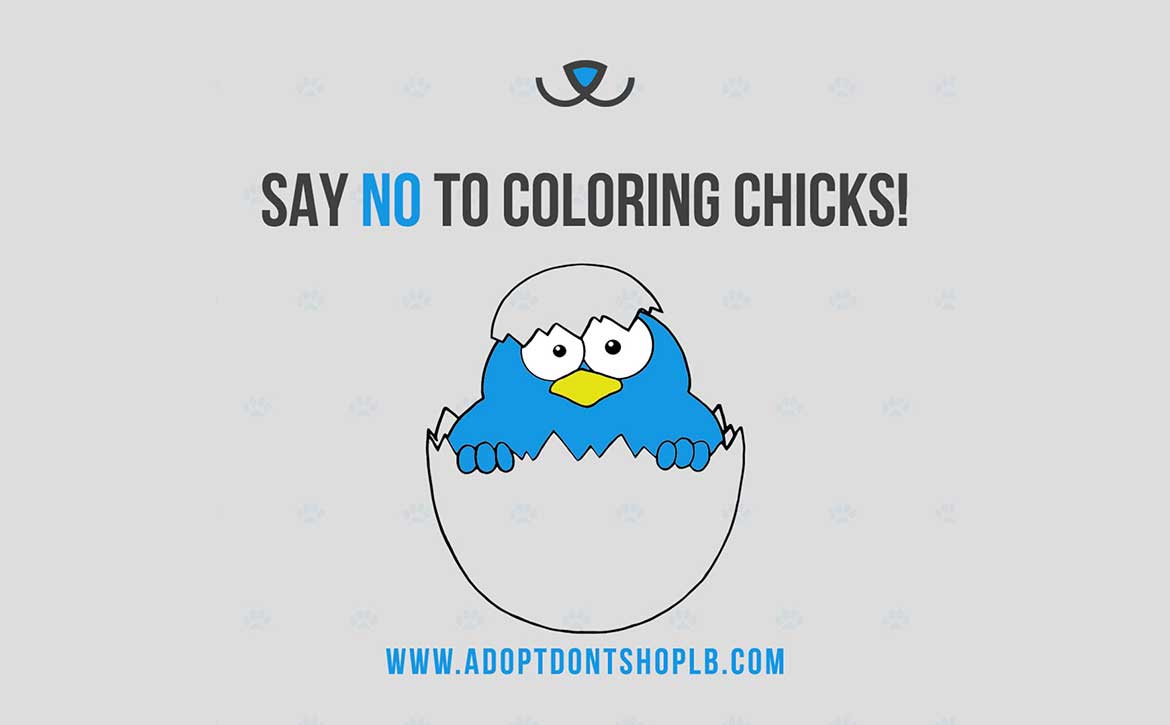 COLORING CHICKS