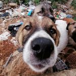 WHAT IT’S LIKE TO SPEND A DAY IN THE PAWS OF A STRAY