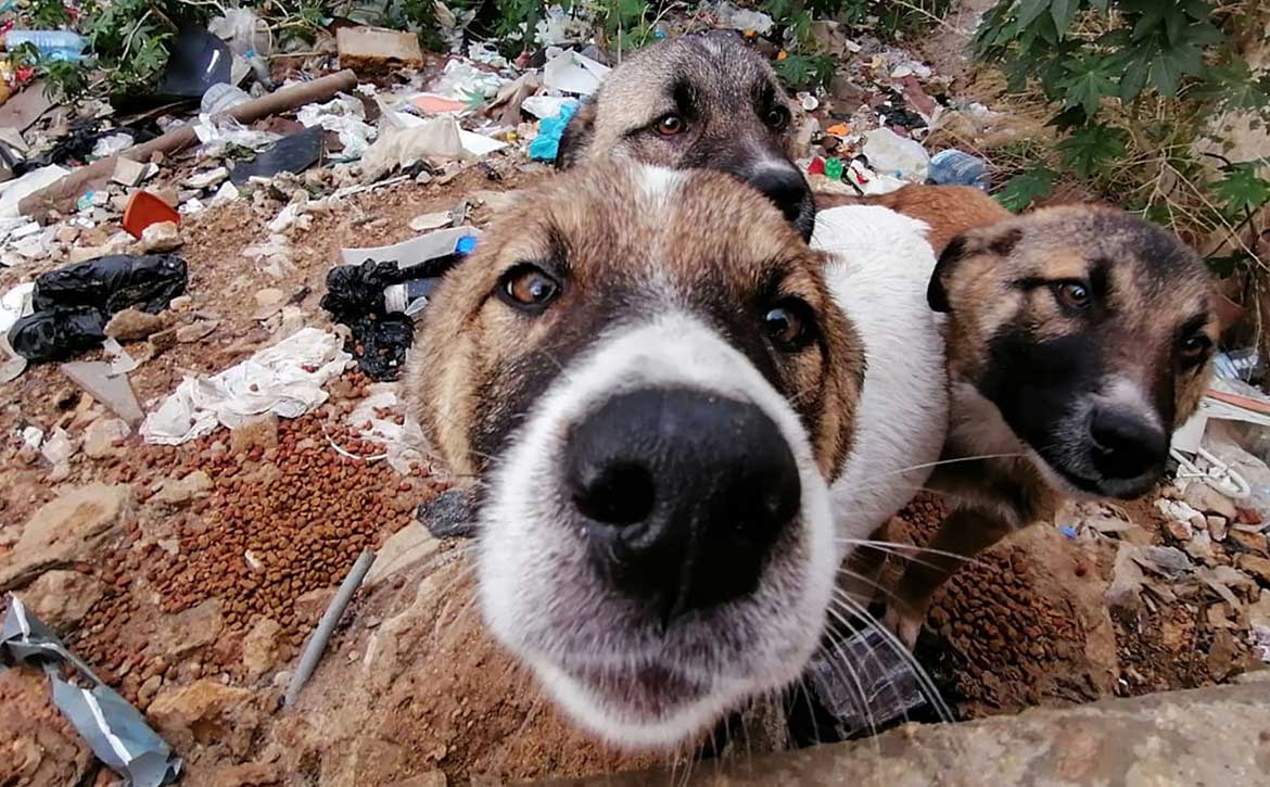 WHAT IT’S LIKE TO SPEND A DAY IN THE PAWS OF A STRAY