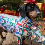 PETS ARE NOT FOR CHRISTMAS, PETS ARE FOR LIFE!