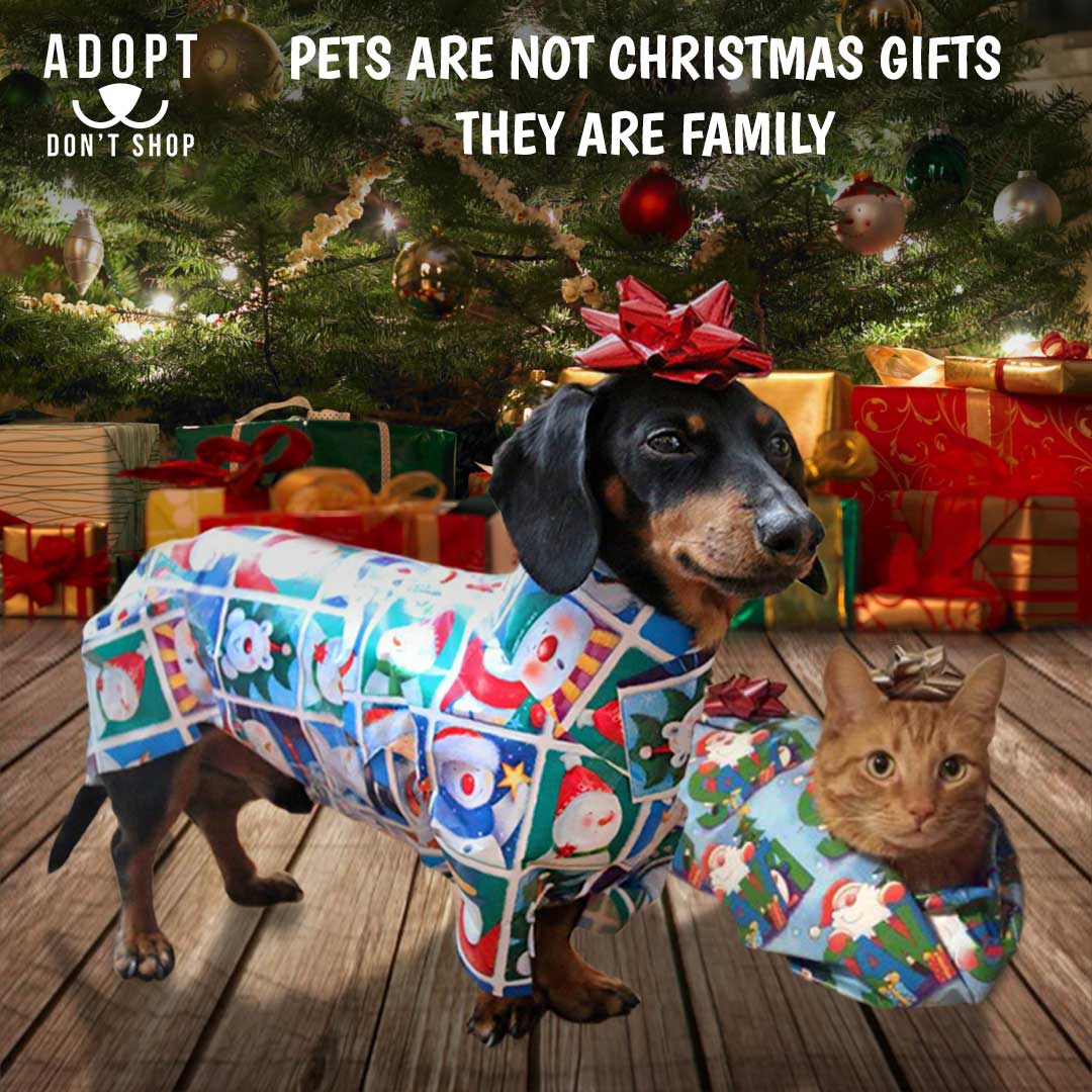 PETS ARE NOT FOR CHRISTMAS, PETS ARE FOR LIFE!