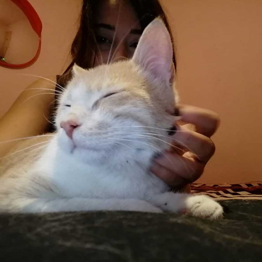 DOUBLY A STRAY CAT BROUGHT BACK TO LIFE!