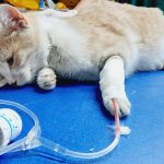 DOUBLY A STRAY CAT BROUGHT BACK TO LIFE!