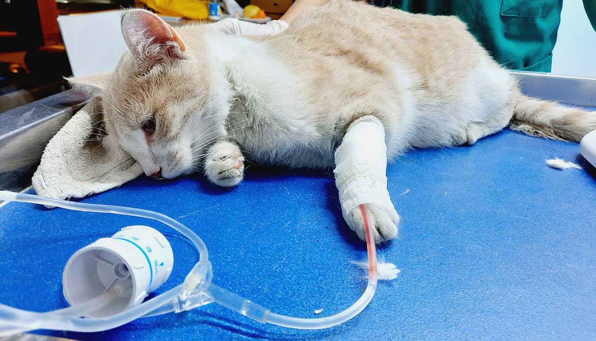 DOUBLY A STRAY CAT BROUGHT BACK TO LIFE!