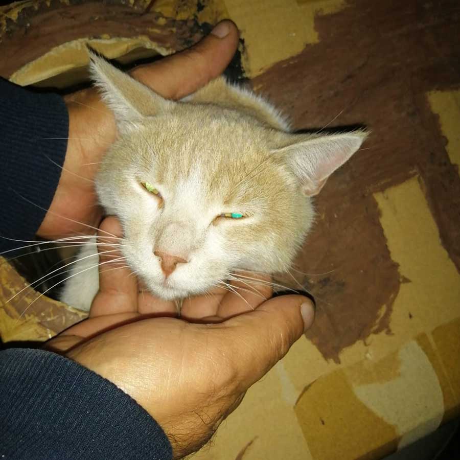 DOUBLY A STRAY CAT BROUGHT BACK TO LIFE!