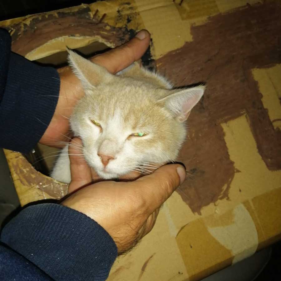 DOUBLY A STRAY CAT BROUGHT BACK TO LIFE!