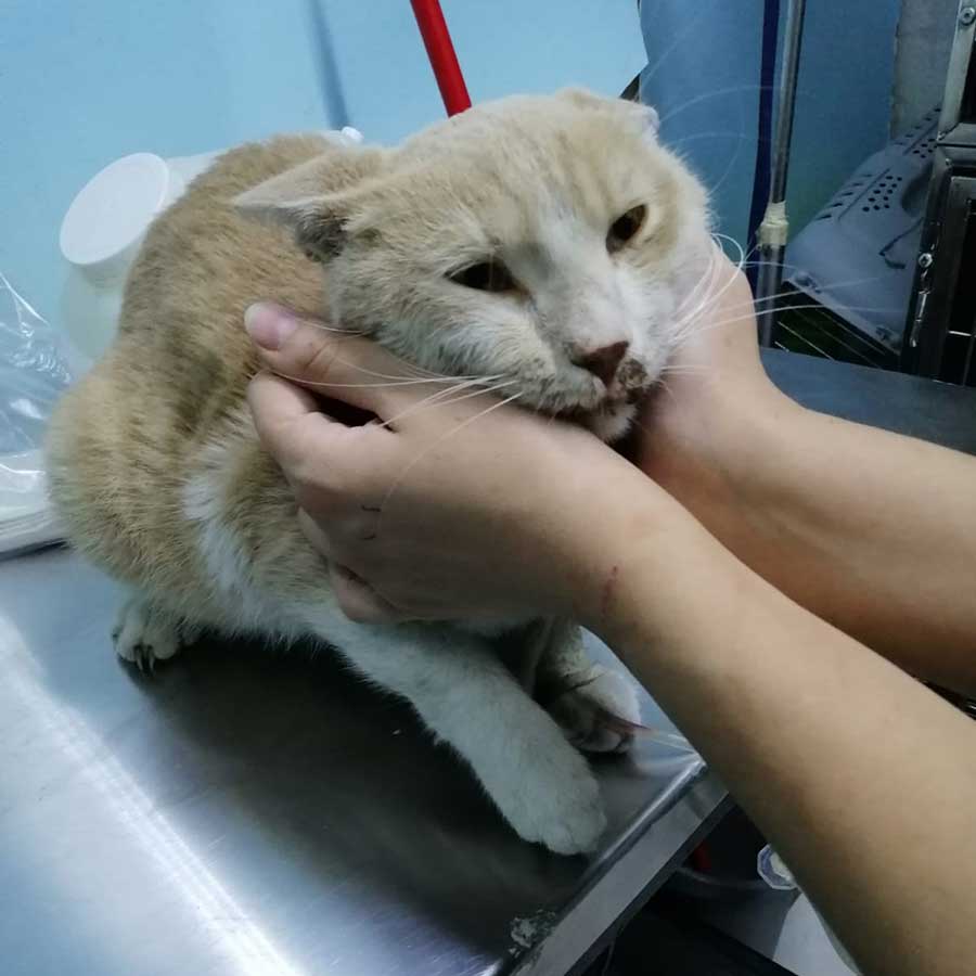 DOUBLY A STRAY CAT BROUGHT BACK TO LIFE!