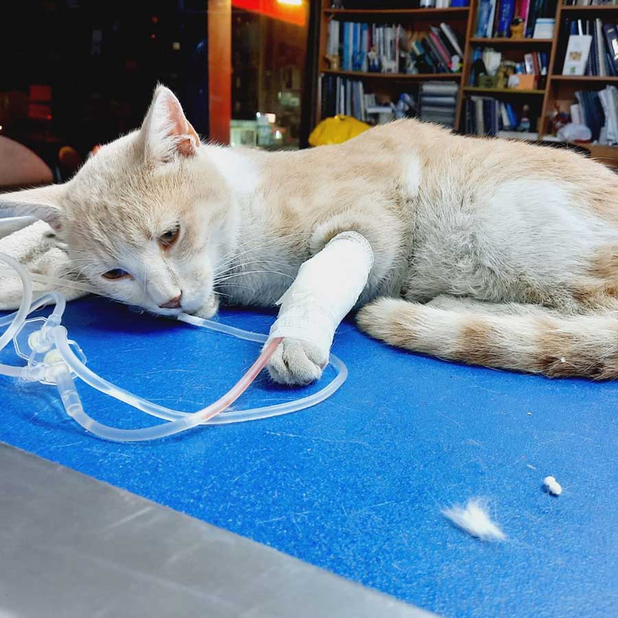 DOUBLY A STRAY CAT BROUGHT BACK TO LIFE!