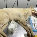 MIXY, ANOTHER ABUSED DOG FROM THE BEQAA