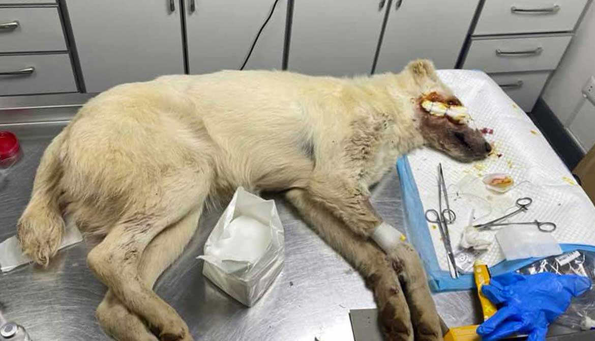 MIXY, ANOTHER ABUSED DOG FROM THE BEQAA