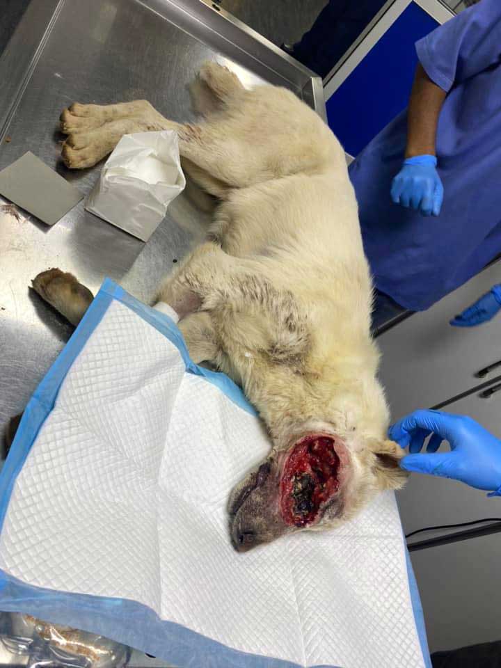 MIXY, ANOTHER ABUSED DOG FROM THE BEQAA