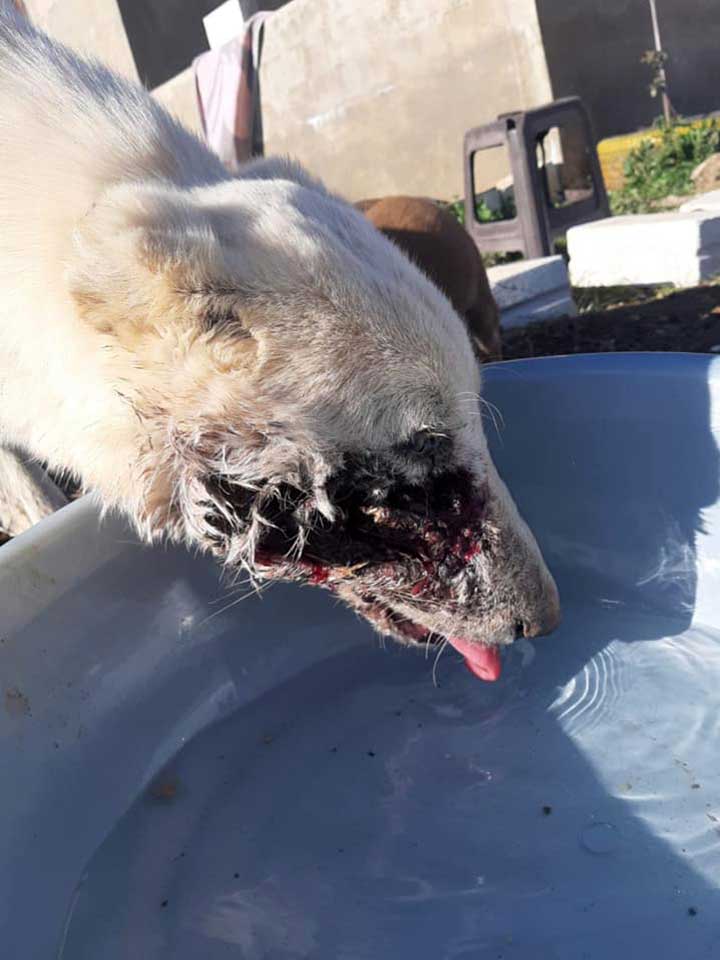 MIXY, ANOTHER ABUSED DOG FROM THE BEQAA
