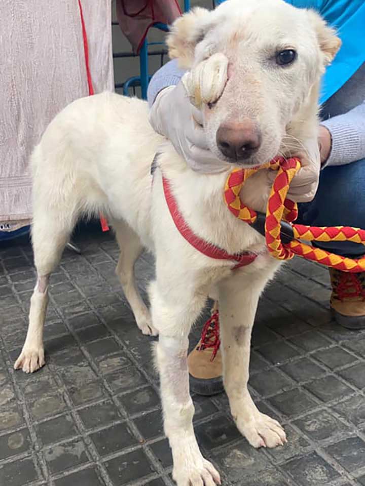 MIXY, ANOTHER ABUSED DOG FROM THE BEQAA