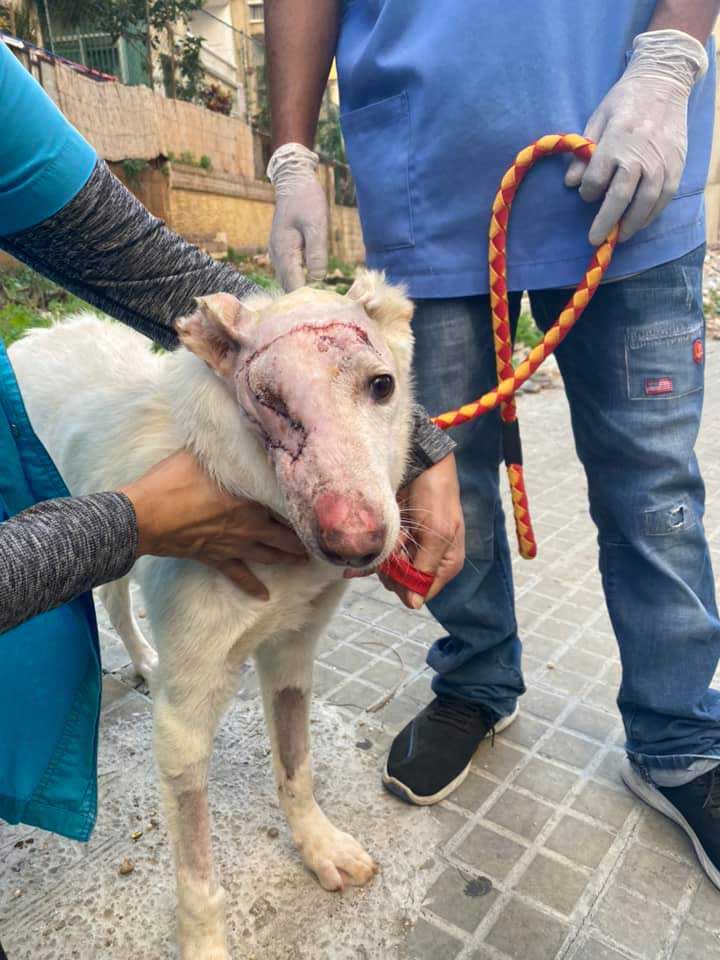 MIXY, ANOTHER ABUSED DOG FROM THE BEQAA