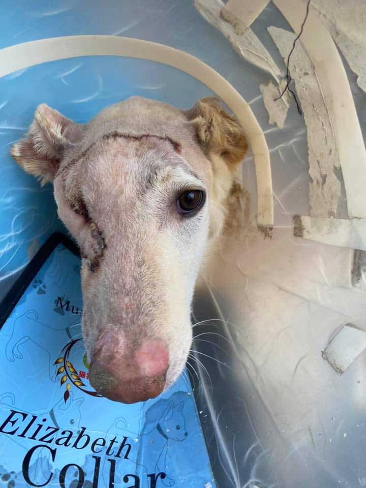 MIXY, ANOTHER ABUSED DOG FROM THE BEQAA