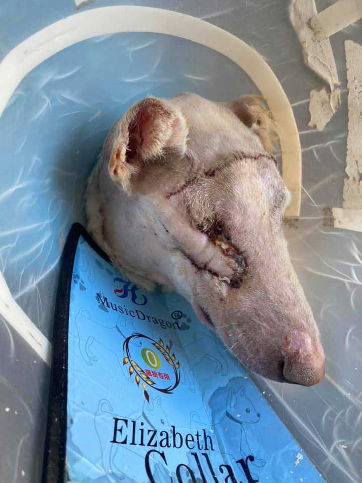 MIXY, ANOTHER ABUSED DOG FROM THE BEQAA