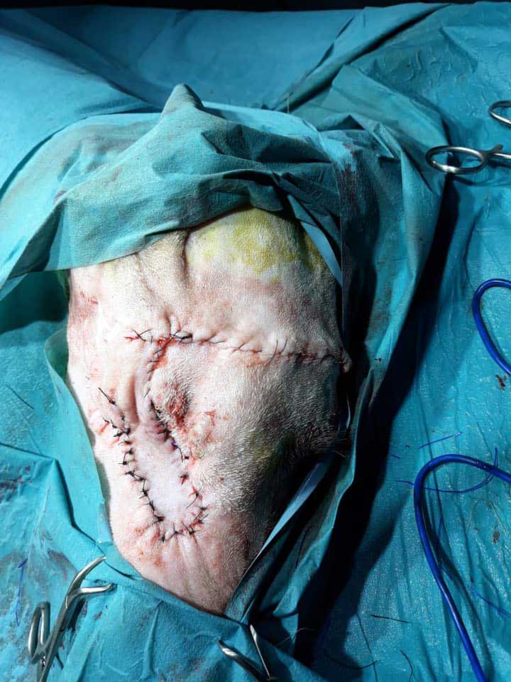 MIXY, ANOTHER ABUSED DOG FROM THE BEQAA