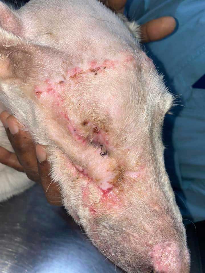 MIXY, ANOTHER ABUSED DOG FROM THE BEQAA