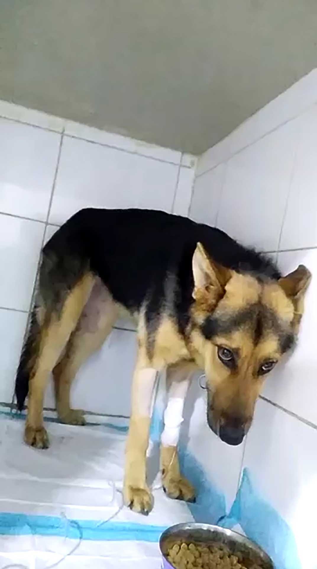 CHICCA THE DOG WAS RESCUED FROM ABUSIVE GUARDIANS
