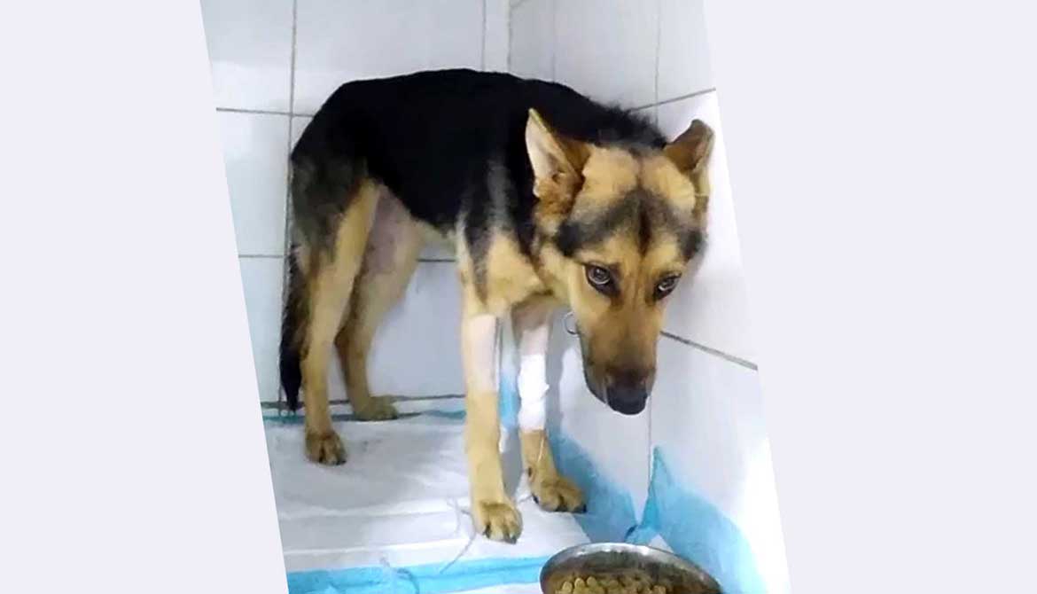 CHICCA THE DOG WAS RESCUED FROM ABUSIVE GUARDIANS