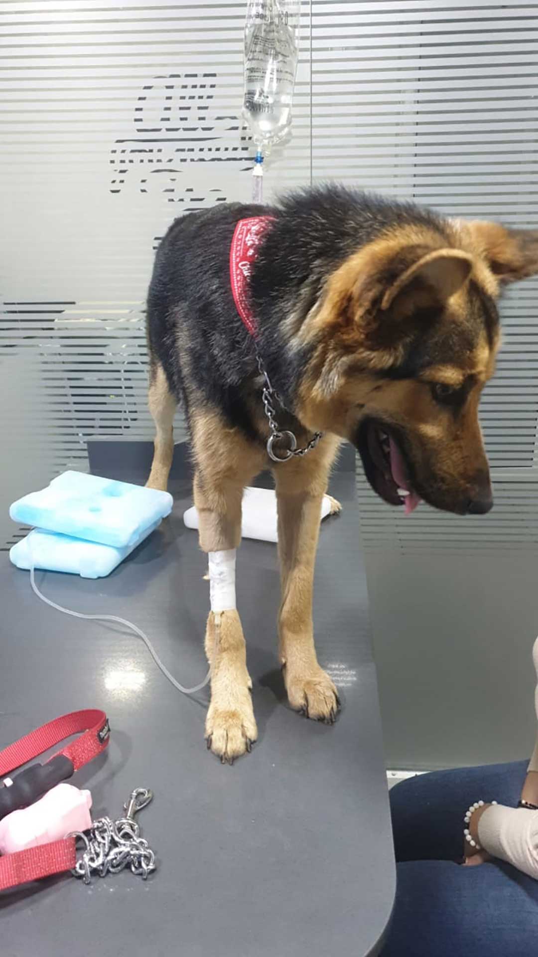 CHICCA THE DOG WAS RESCUED FROM ABUSIVE GUARDIANS
