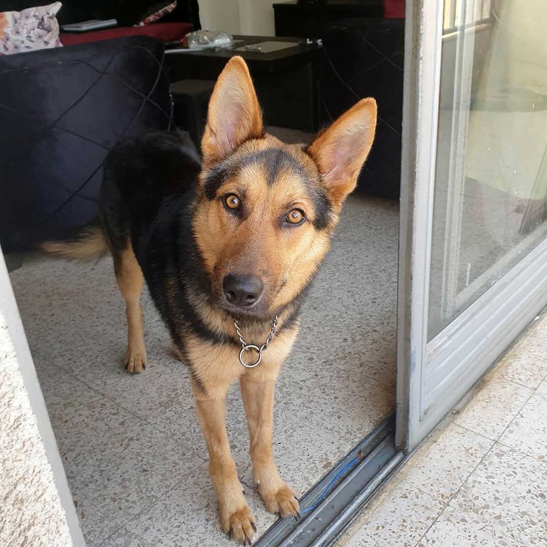 CHICCA THE DOG WAS RESCUED FROM ABUSIVE GUARDIANS