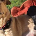 ADOPT A MIXED BREED DOG!