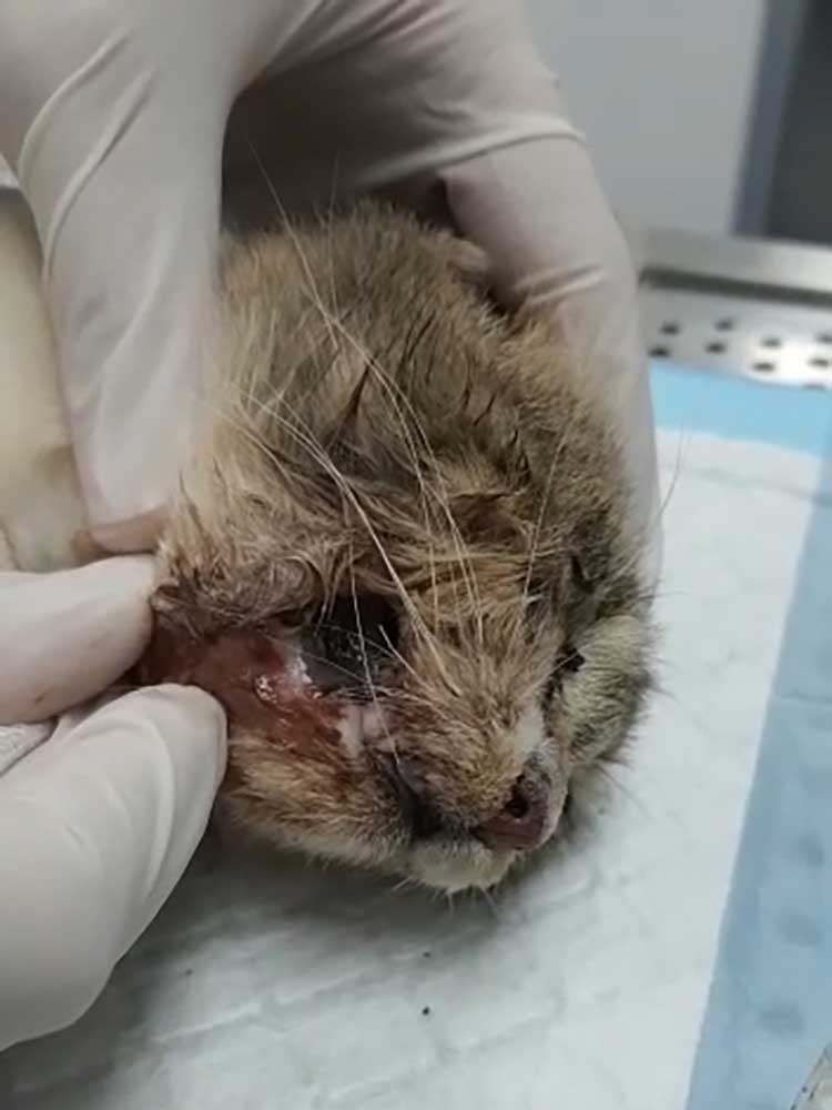 CHARLY'S EYE - TO THE RESCUE!