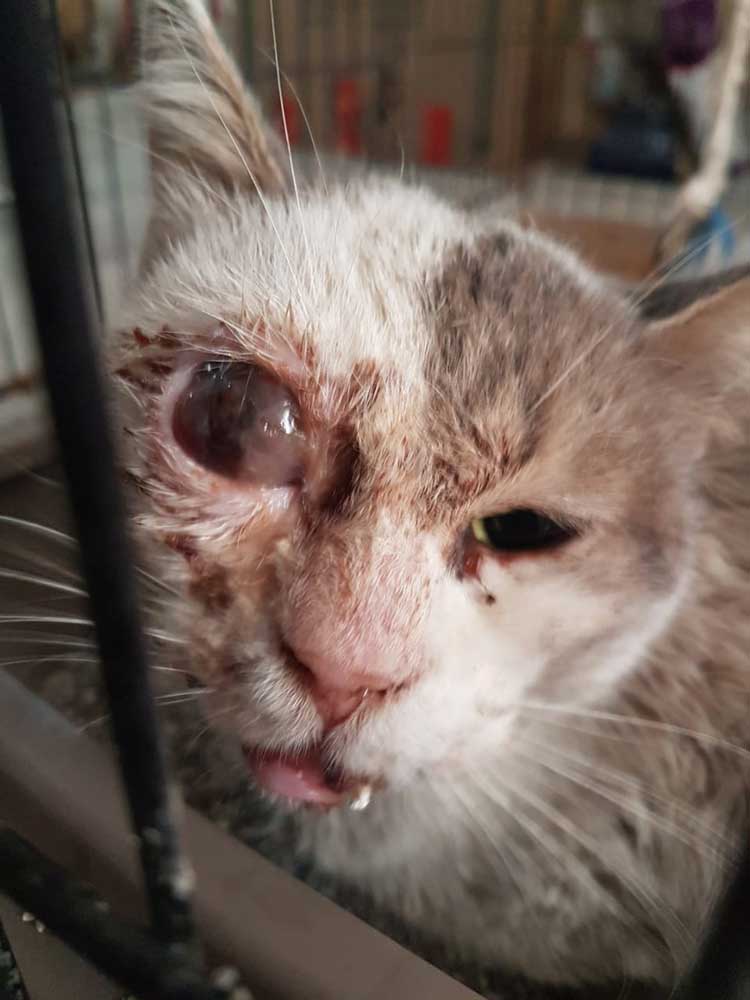 CHARLY'S EYE - TO THE RESCUE!