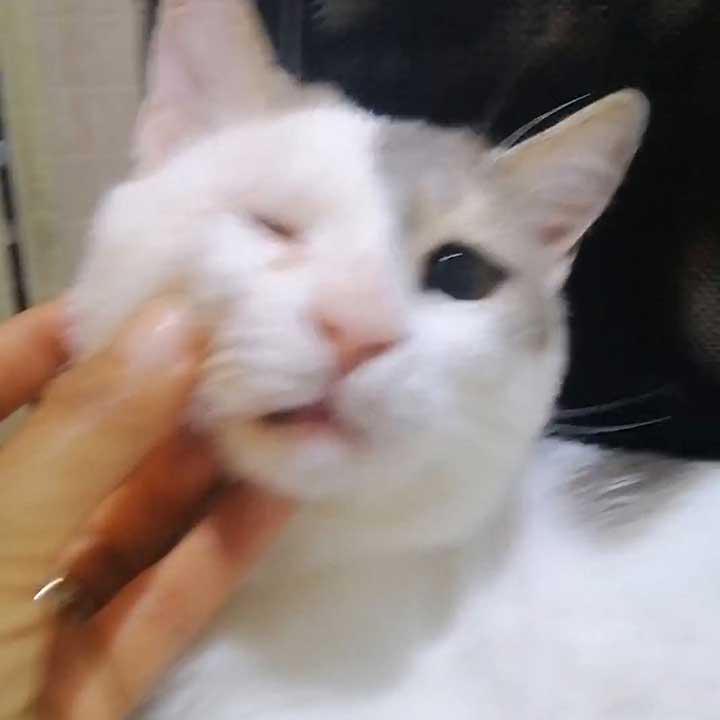 CHARLY'S EYE - TO THE RESCUE!