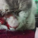 CHARLY'S EYE - TO THE RESCUE!