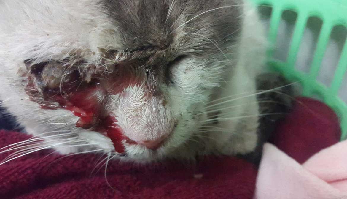 CHARLY'S EYE - TO THE RESCUE!