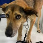 COCO THE DOG RESCUED WITH A DISLOCATED JOINT