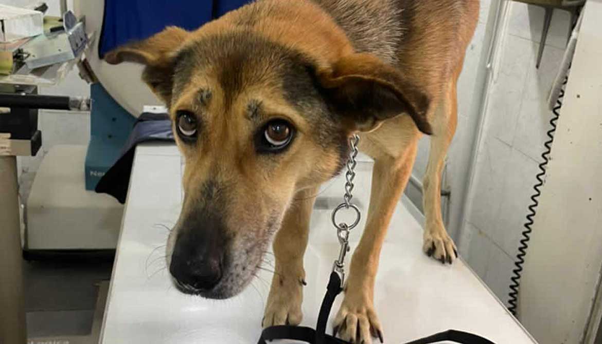COCO THE DOG RESCUED WITH A DISLOCATED JOINT