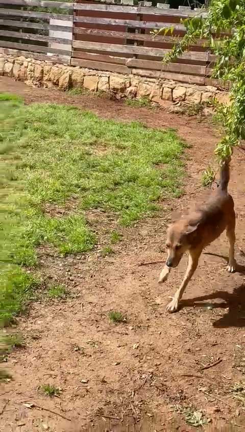 COCO THE DOG RESCUED WITH A DISLOCATED JOINT