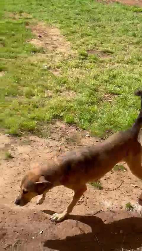 COCO THE DOG RESCUED WITH A DISLOCATED JOINT