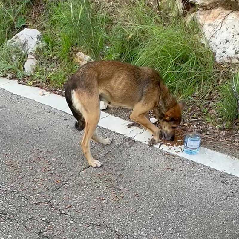 COCO THE DOG RESCUED WITH A DISLOCATED JOINT
