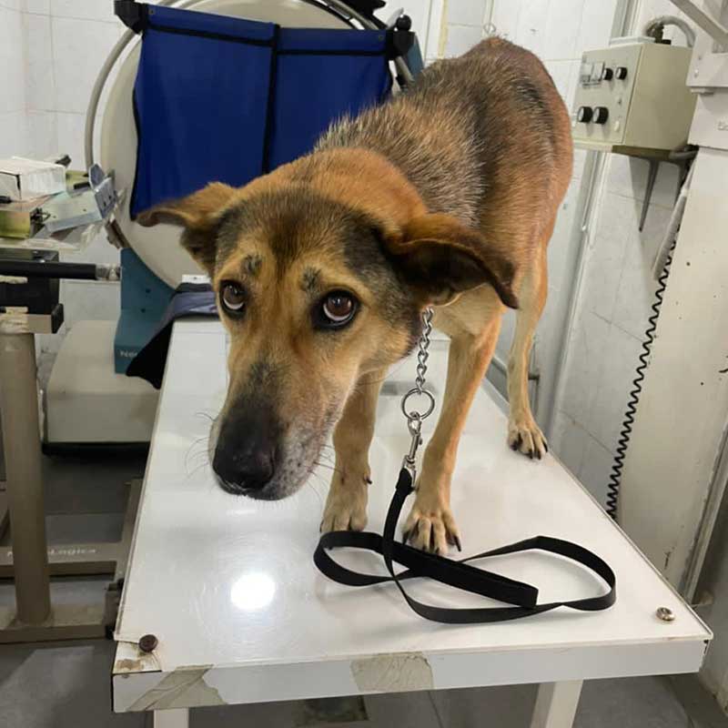 COCO THE DOG RESCUED WITH A DISLOCATED JOINT