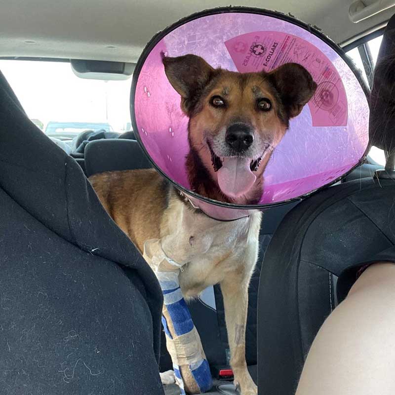 COCO THE DOG RESCUED WITH A DISLOCATED JOINT