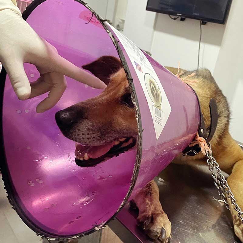 COCO THE DOG RESCUED WITH A DISLOCATED JOINT