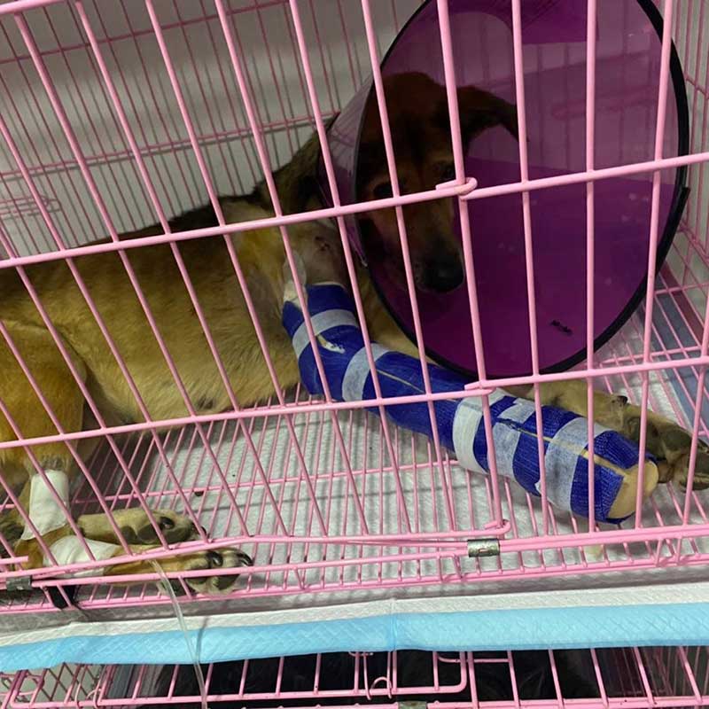 COCO THE DOG RESCUED WITH A DISLOCATED JOINT