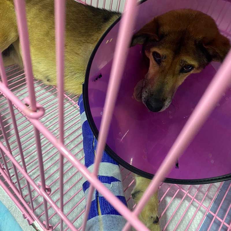 COCO THE DOG RESCUED WITH A DISLOCATED JOINT