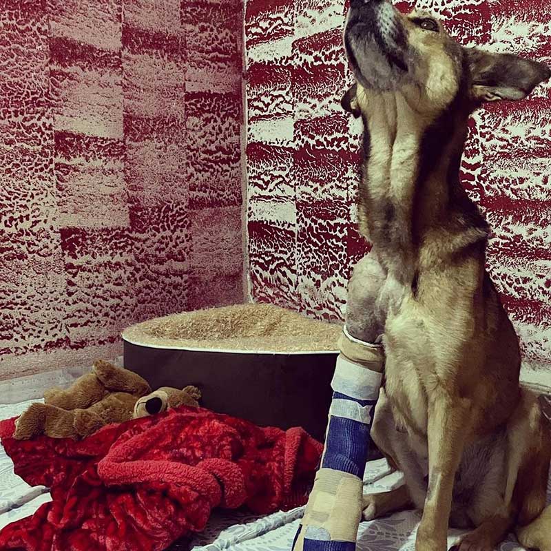 COCO THE DOG RESCUED WITH A DISLOCATED JOINT