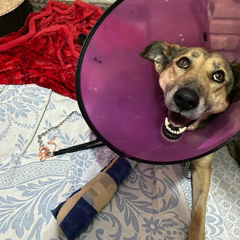 COCO THE DOG RESCUED WITH A DISLOCATED JOINT