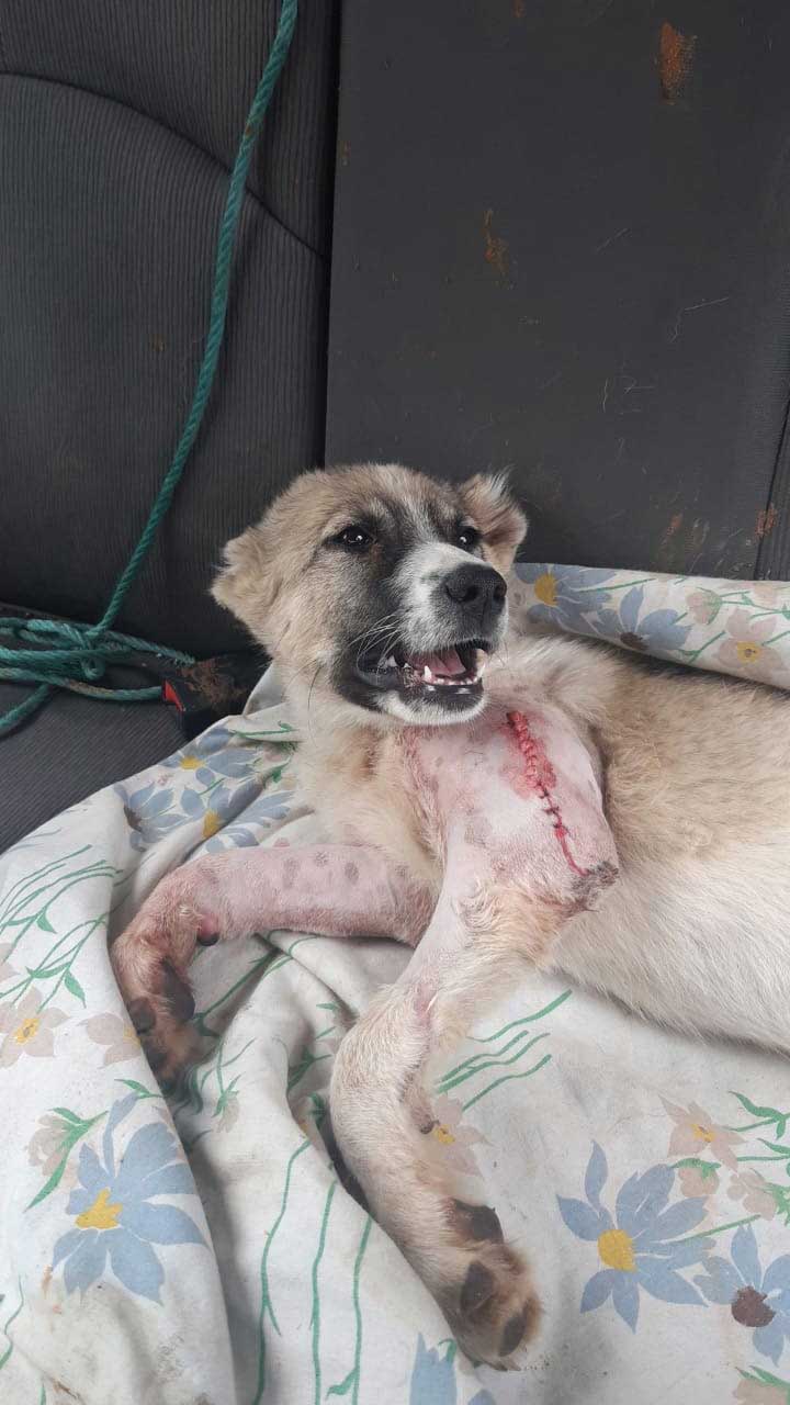 JACK: RESCUED FROM THE BEQAA