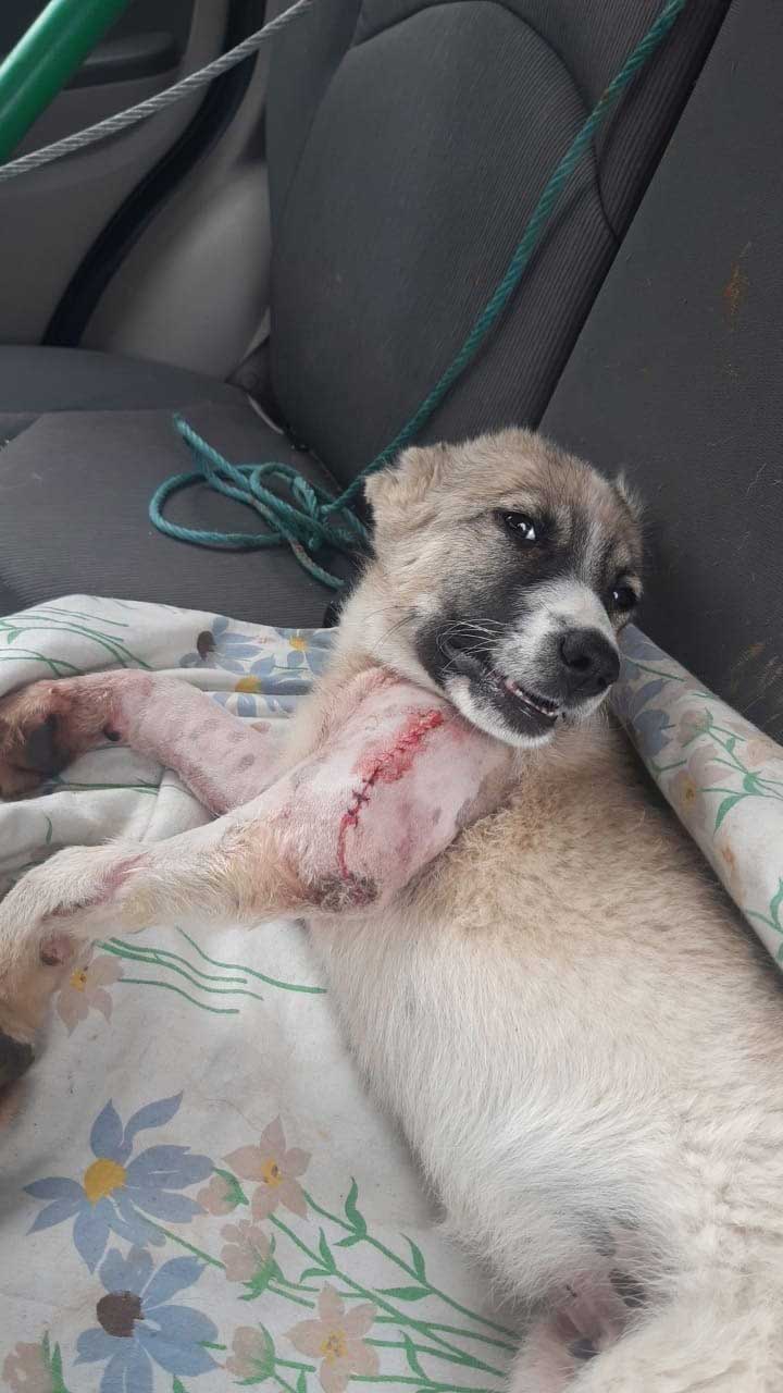 JACK: RESCUED FROM THE BEQAA