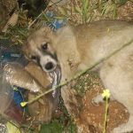 JACK: RESCUED FROM THE BEQAA